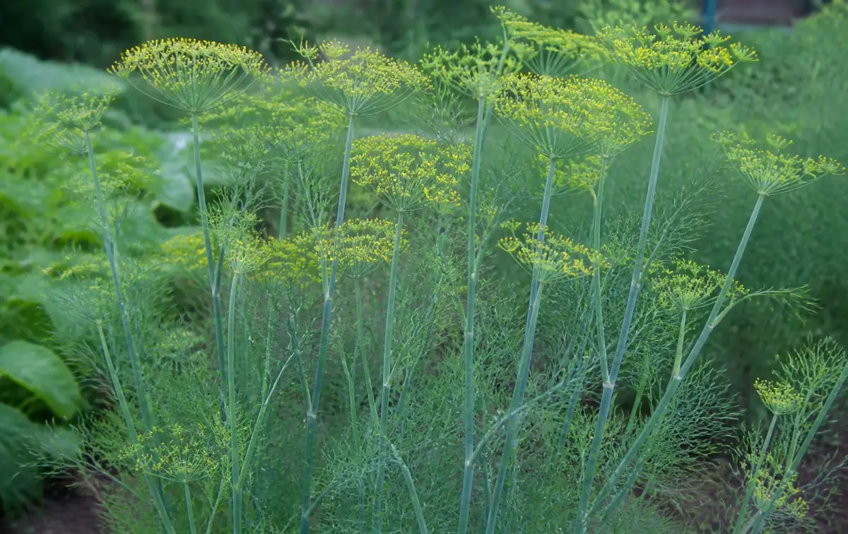 L’aneth (Anethum graveolens)