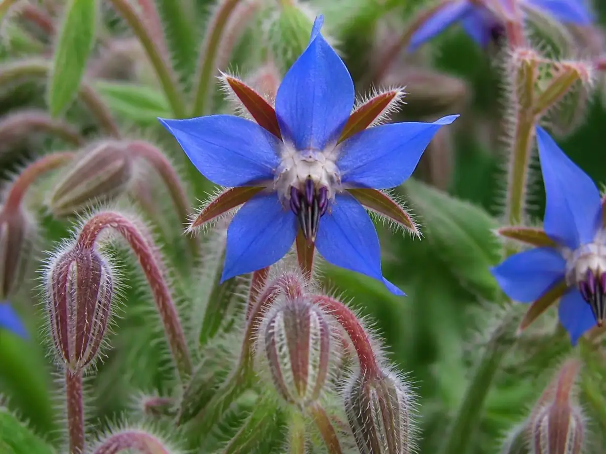 La fleur — La bourrache