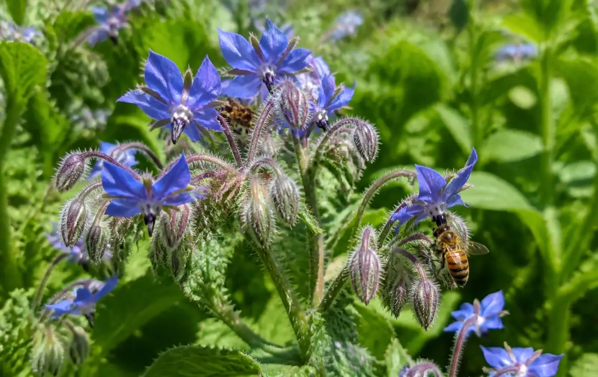 La bourrache (Borago officinalis)