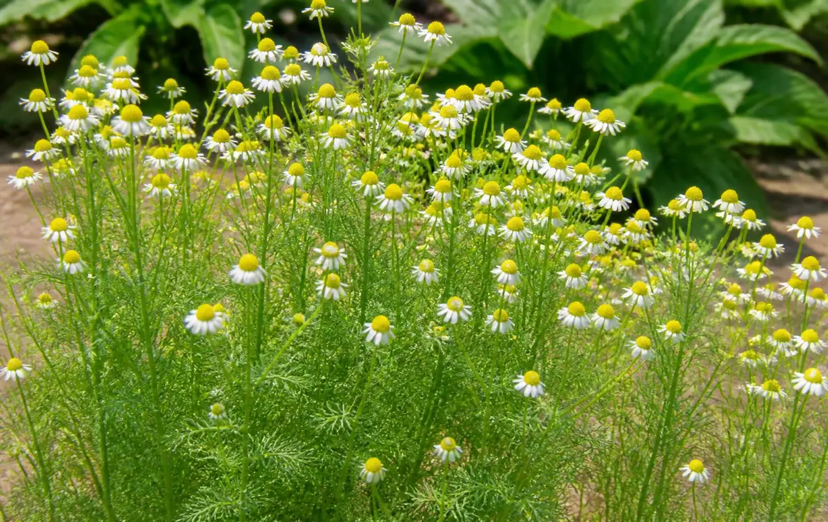 La camomille (Matricaria chamomilla)