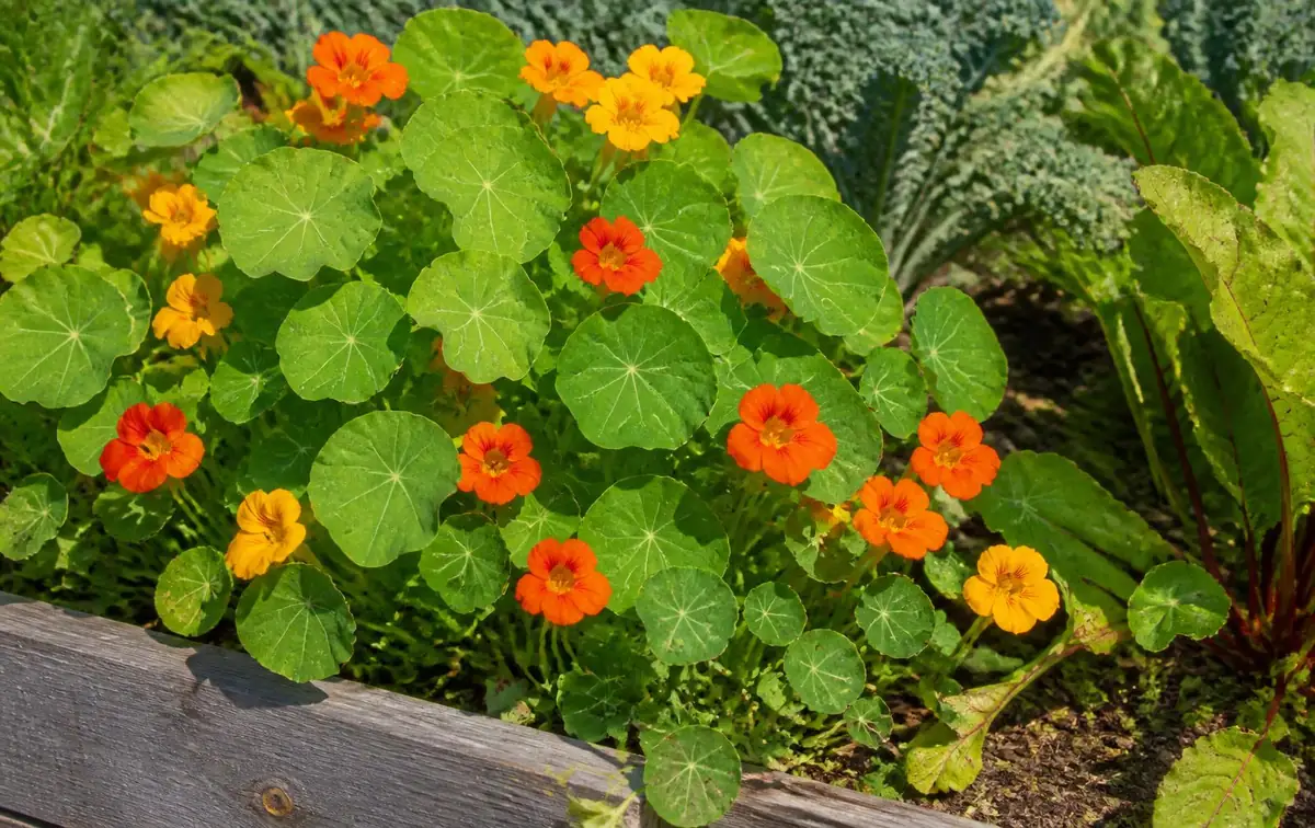 La capucine (Tropaeolum majus)