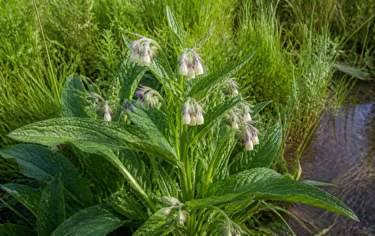 La consoude (Symphytum officinale)