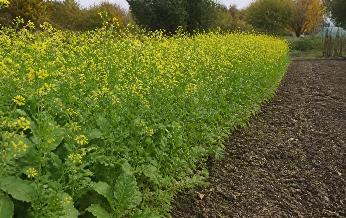 La moutarde (Sinapis alba / Brassica juncea)