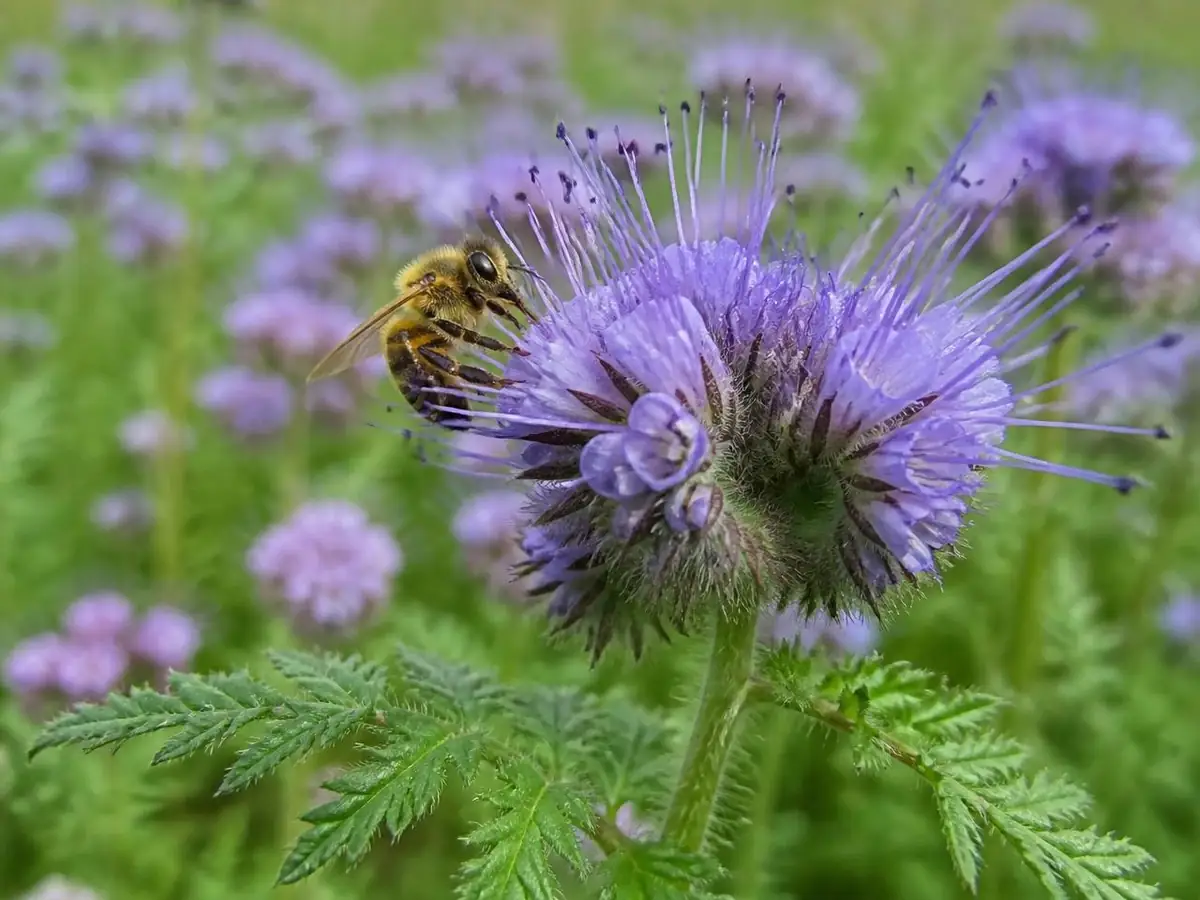 Les fleurs en crosse — La phacélie
