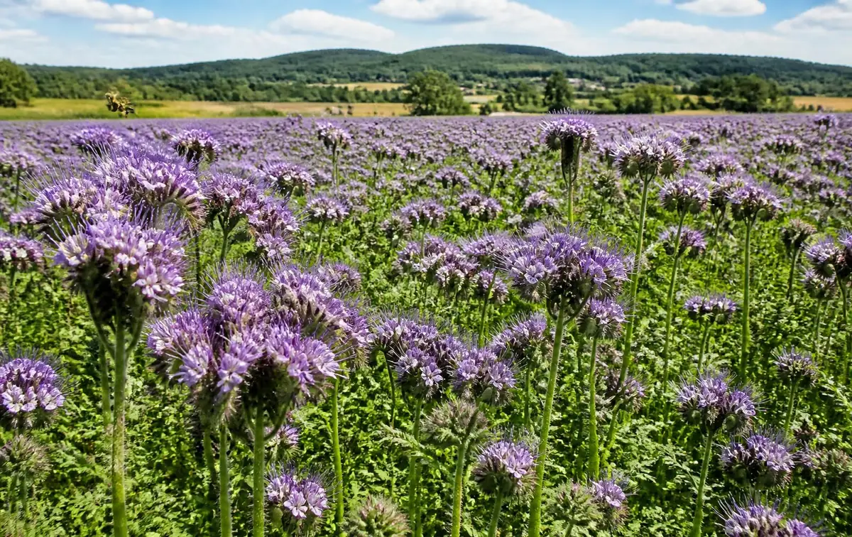 La phacélie (Phacelia tanacetifolia)