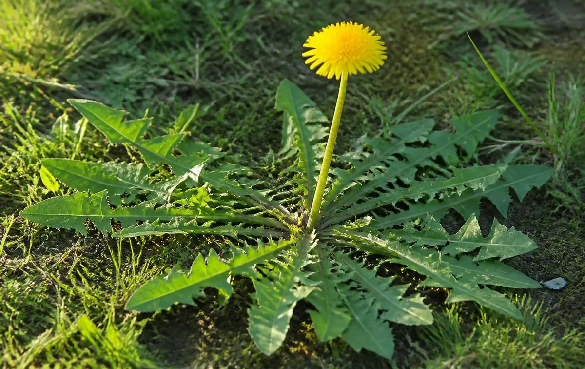 Le pissenlit (Taraxacum officinale)