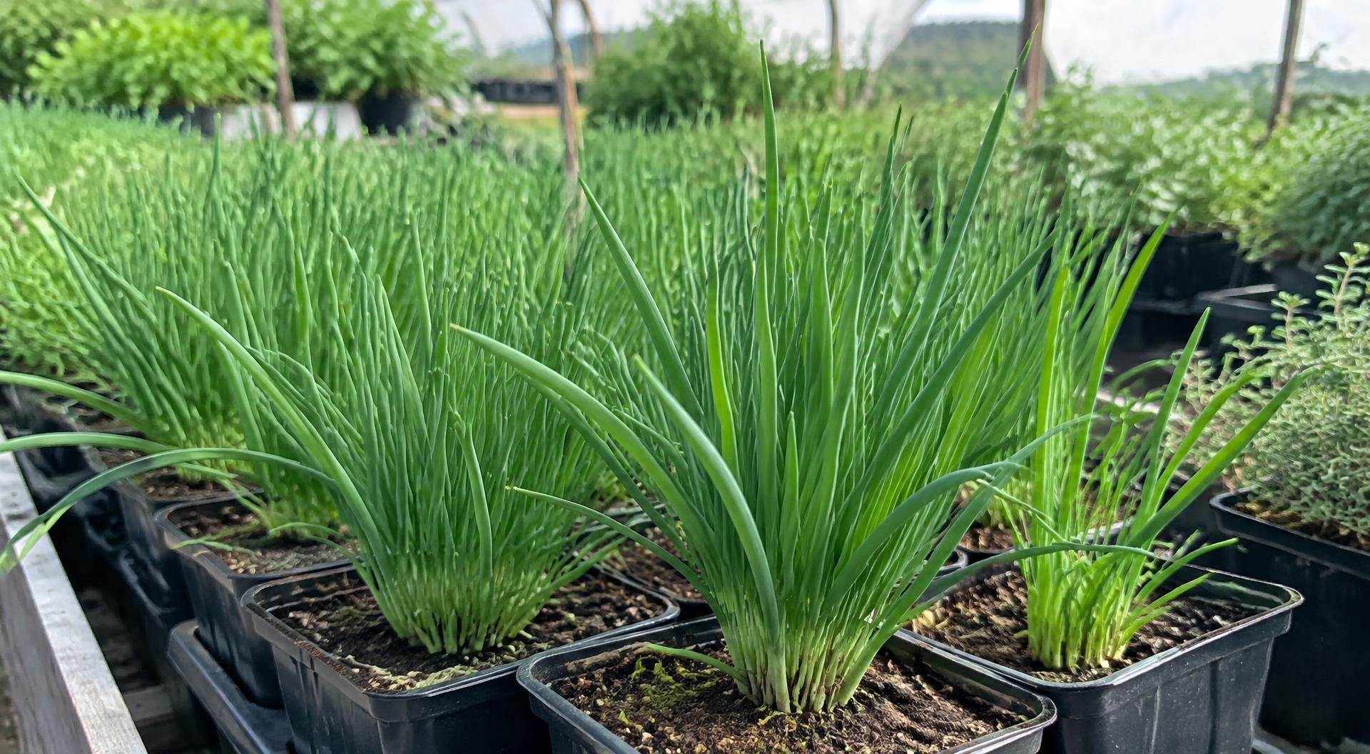 Cive de Saint-Jacques en godet — ferme bio à La Roche-sur-Grane